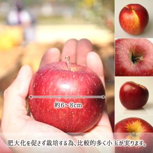 サンふじ 訳あり(小玉) 9kg 減農薬 無化...の詳細画像4