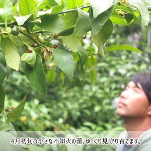 不知火(デコポン) 秀品 3L 3kg 減農薬...の詳細画像2