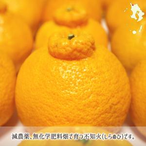 不知火(デコポン) 秀品 3L 3kg 減農薬...の詳細画像3