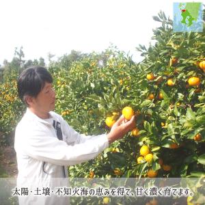 不知火(デコポン) 秀品 3L 3kg 減農薬...の詳細画像5
