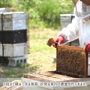レンゲ蜂蜜 糖度79度以上 無添加 非加熱 全...の詳細画像3