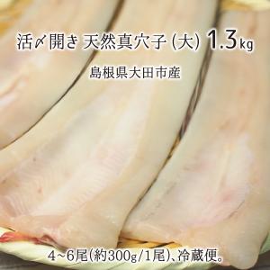 活〆 開き 天然真穴子 大 1.3kg(4〜6尾) 島根県山陰沖産