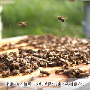 アカシア蜂蜜(糖度80以上、純度90以上) 無...の詳細画像4