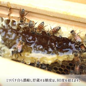 アカシア蜂蜜(糖度80以上、純度90以上) 無...の詳細画像5