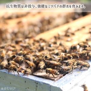 特選アカシア蜂蜜(糖度81以上、純度95以上)...の詳細画像3