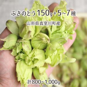 産直 むすび ふきのとう 山菜 Yahoo ショッピング