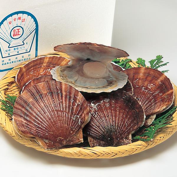 【送料無料】青森県陸奥湾産・活ほたて貝（2kg）12枚前後・生きたままお届け・剥きヘラ・料理ガイド付...
