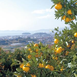 愛知県産 おうち用 蒲郡みかん