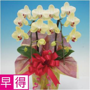 母の日 Mother's Day 胡蝶蘭【マザーチーク】5号鉢 2本立ち 陶器鉢