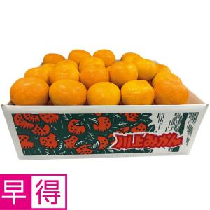 お歳暮早得 愛媛県産（ＪＡにしうわ川上共選） 川上みかん（大粒・自宅用）