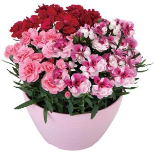 母の日早得 浅野園芸カーネーション3色寄せ植え（ＳＵＳＴＥＥ付）