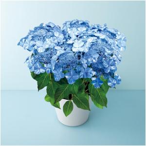 母の日早得 宮崎園芸あじさい「サニーデイズ」（ＳＵＳＴＥＥ付）