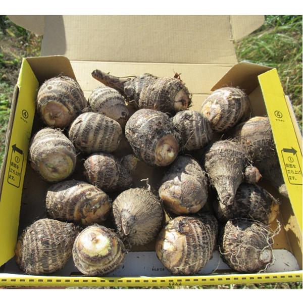 海老芋　1kg