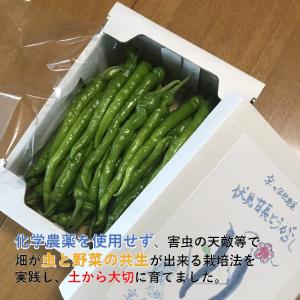 伏見甘長とうがらし 500g