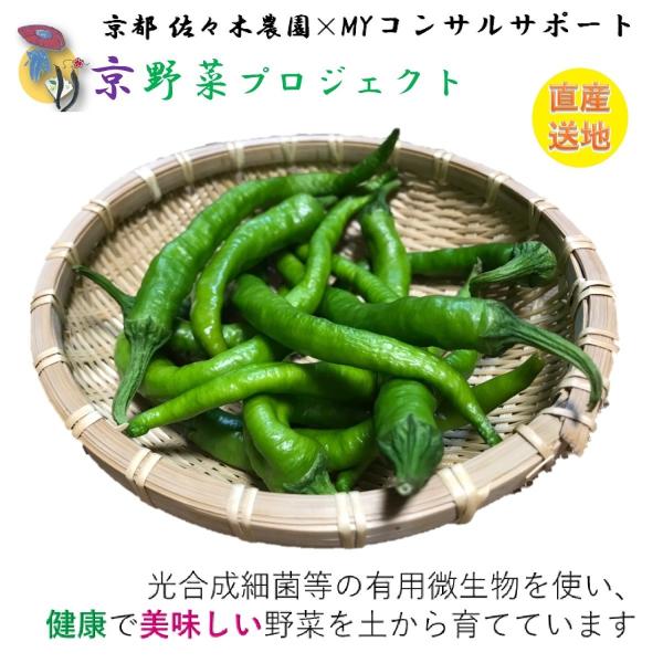 伏見甘長とうがらし 1kg