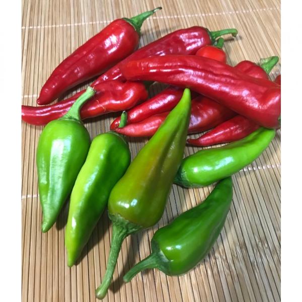 万願寺とうがらし（青・赤）500g