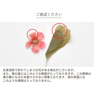 お花 の アソートセット 12種 ■ ドライフ...の詳細画像5