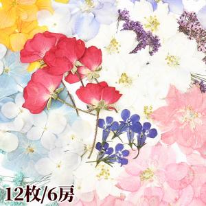 押し花 12枚/6房 全10種 ■ 花材 ハーバリウム レジン