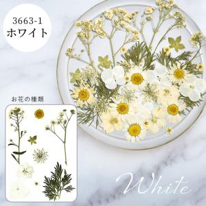 レジン 押し花 セット 40枚 レジン封入 全...の詳細画像5