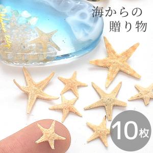 本物のヒトデ ドライヒトデ 1〜3cmくらい 20〜30個前後 海のヒトデ