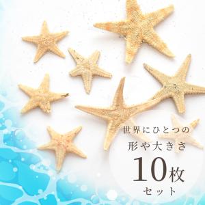 レジン 封入 封入パーツ 天然 リアル ヒトデ...の詳細画像2