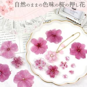 訳あり 押し花 ドライフラワーセット 桜 12...の詳細画像1