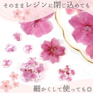 訳あり 押し花 ドライフラワーセット 桜 12...の詳細画像2