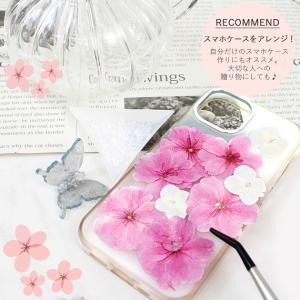 訳あり 押し花 ドライフラワーセット 桜 12...の詳細画像3