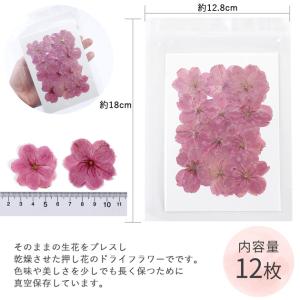 訳あり 押し花 ドライフラワーセット 桜 12...の詳細画像4