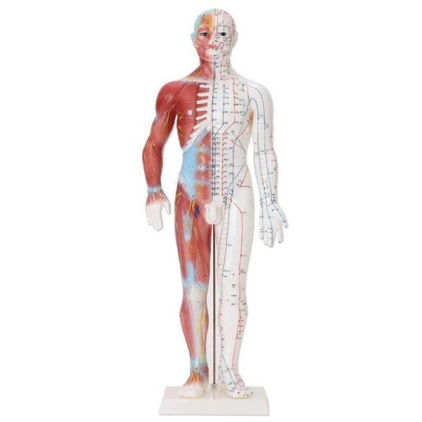 人体模型 経穴筋肉模型 鍼灸経穴模型 人体標本 人体モデル 経穴模型 経絡人形 人体 筋肉 模型 つ...