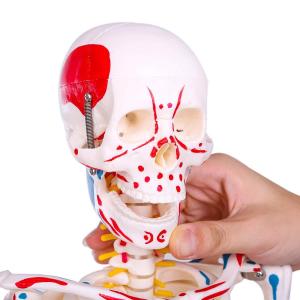 人体骨格模型 1/2人体モデル 筋肉起始/停止...の詳細画像3