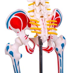 人体骨格模型 1/2人体モデル 筋肉起始/停止...の詳細画像5