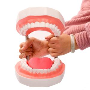 6倍の倍率歯科モデル 歯の模型患者説明用 歯医者 おもちゃ舌模型 上顎/下顎モデル メンタリング/教育/インターンシップ/研究のため 歯磨きガイドモデル｜mya-bussan
