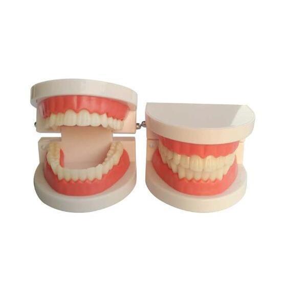 歯模型 歯列模型 歯模型 実物大 モデル 180度 開閉式 歯ブラシ セット子供 歯を磨くことを学ぶ...