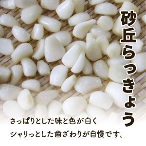 らっきょう 橋本さんちの砂丘らっきょう 甘酢漬...の詳細画像2