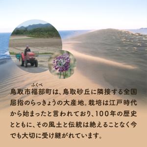 らっきょう 橋本さんちの砂丘らっきょう 甘酢漬...の詳細画像3