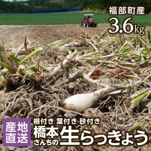 【6月上旬発送】 橋本さんちの生らっきょう 3.6kg 根付き 葉付き 砂付き 土付き らくだ系 鳥取 福部町 砂丘 産地直送 送料無料（北海道・沖縄を除く） 爆買