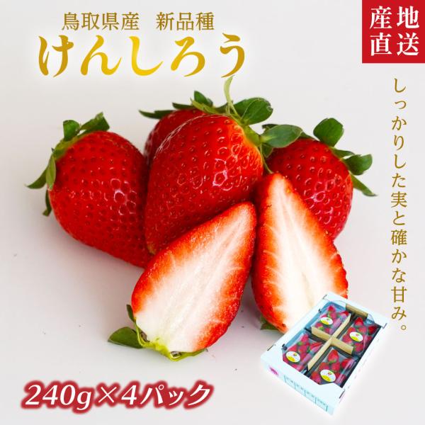 イチゴ けんしろう 鳥取 苺 4P詰合せ 有機肥料使用 産地直送 イチゴ 大粒苺 堅しろう ギフト ...
