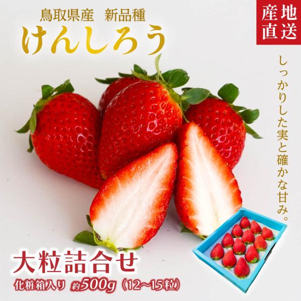 イチゴ けんしろう 大粒詰合せ 鳥取県 新ブランド苺 有機肥料 産地直送  ギフト 堅しろう 大粒 ...
