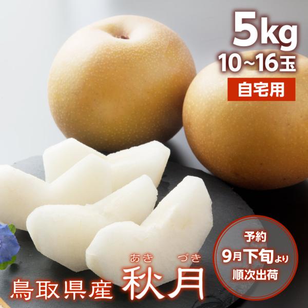 梨 秋月 自宅用 5kg 10~16玉入 鳥取県産 あきづき 訳あり 送料無料（北海道・沖縄を除く）