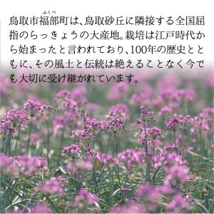 らっきょう リンゴ酢らっきょう 150g 1袋...の詳細画像2