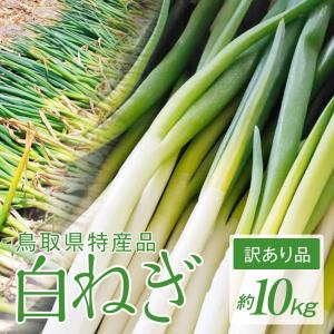 ねぎ 白ネギ 5kg 訳あり 国産 鳥取 業務用 大容量 特産品 お得 葱 長