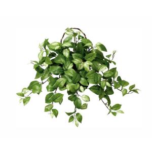 ホヤ 植物 花 ガーデニング の商品一覧 通販 Yahoo ショッピング