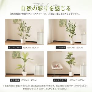 【全品10%OFF】【ユーカリ 180cm】フ...の詳細画像1