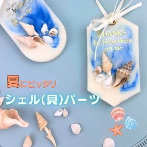 小さい貝殻とヒトデのセット ケース入り 小さい貝はネイルに 大き目の