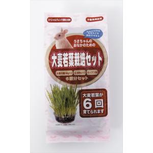 P-4532243404827 アラタ うさちゃん用 大麦若葉栽培セット 6回分｜n-chacha