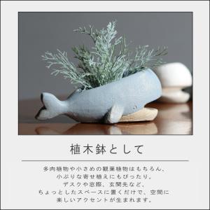 (在庫限り)(ポイント10倍)( プラヤポット...の詳細画像2