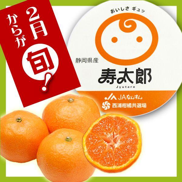 寿太郎みかん お試し便 ２.５ｋｇ 産地直送 ブランドみかん 静岡 沼津 箱買い