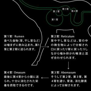 最短賞味2028.1.27・ニュートライプ 猫...の詳細画像3