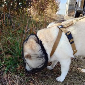 日本製 拾い食い防止 カバー ネット 誤飲防止...の詳細画像5